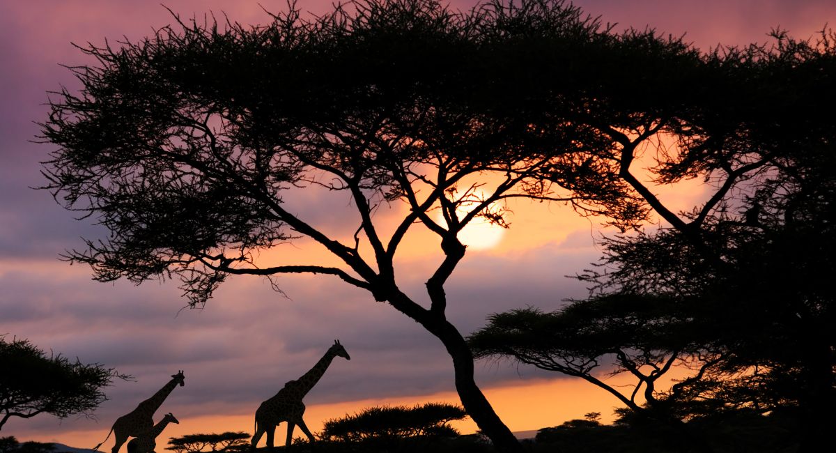 african safari