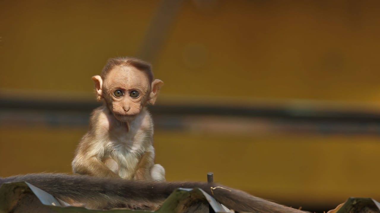 cute baby animal