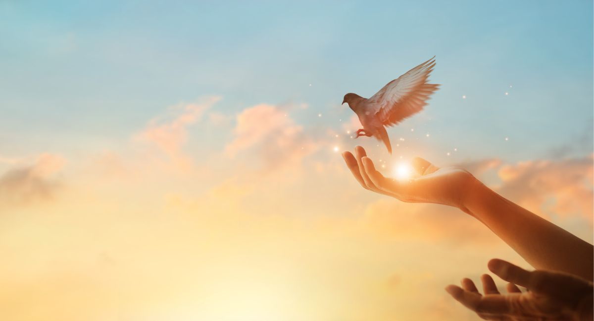 forgiving others bird flying in the air