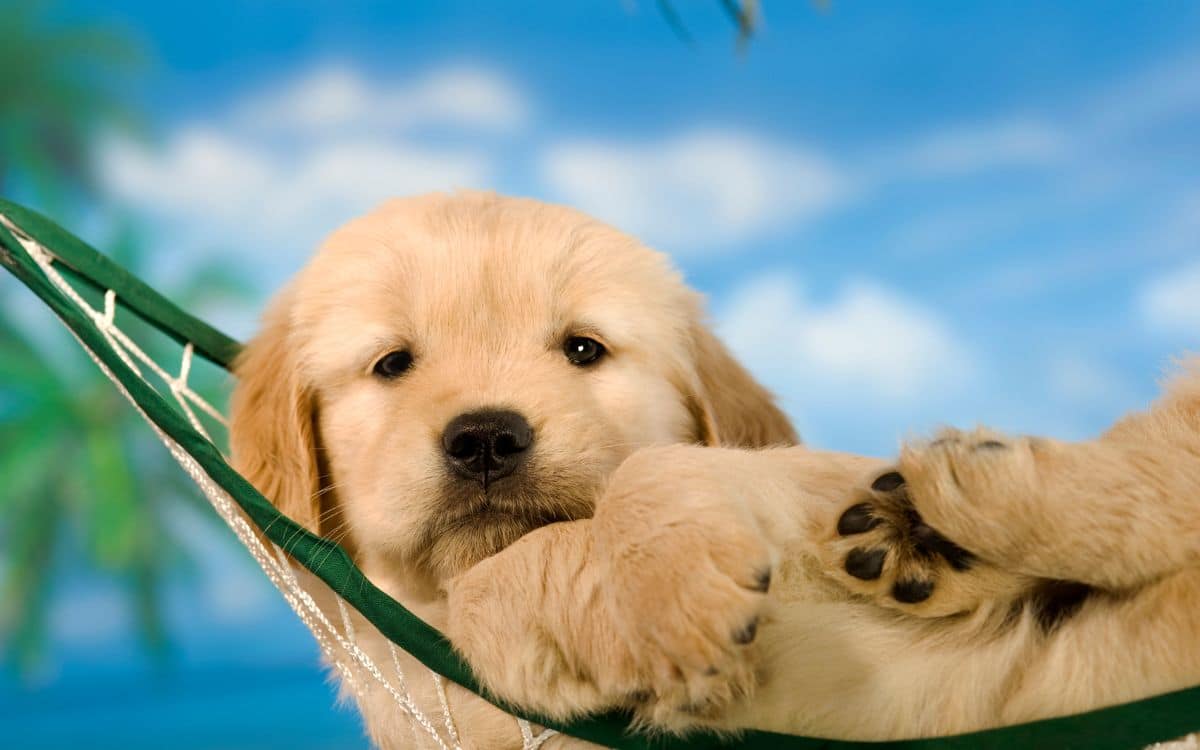 ways to chill out puppy in hammock
